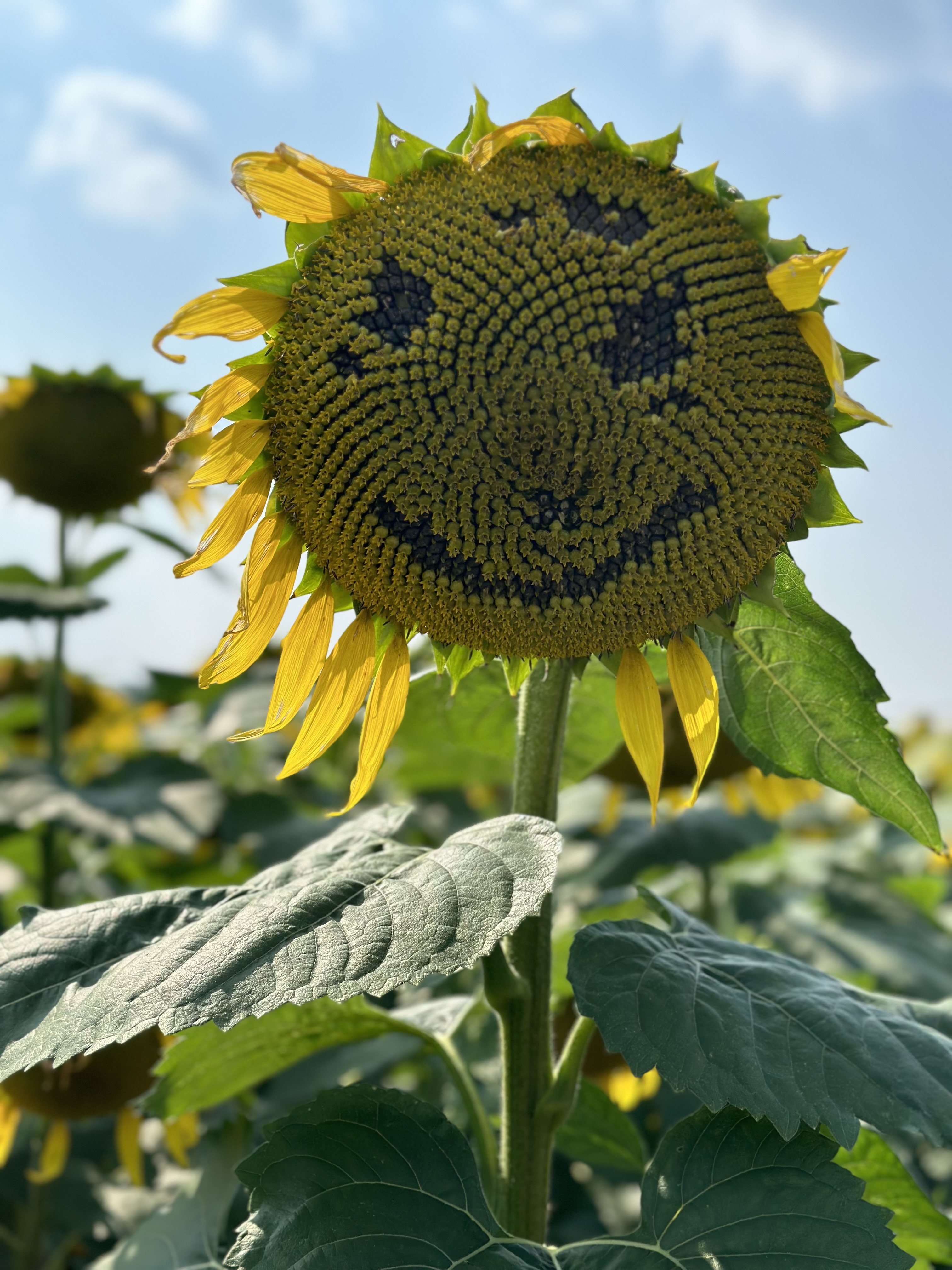 Happy Plants
